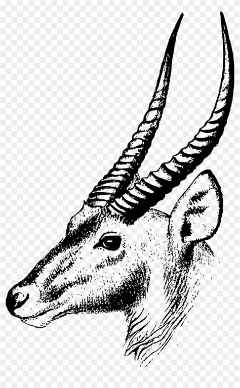 Springbok Clip Art Illustrations, Royalty.